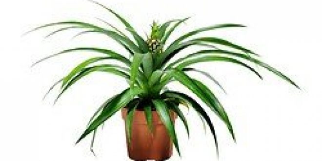 Ananas Pianta Da Vaso Ananas Ikea Italy Ikeapedia